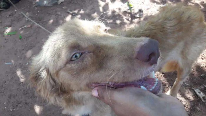 Cachorro ra a Não indentificada idade 1 ano nome Mel