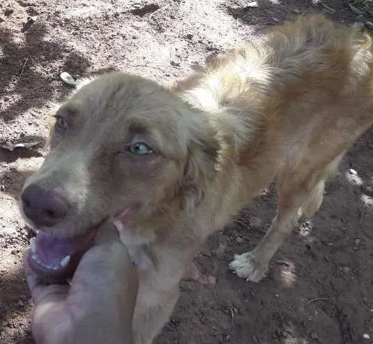 Cachorro ra a Não indentificada idade 1 ano nome Mel