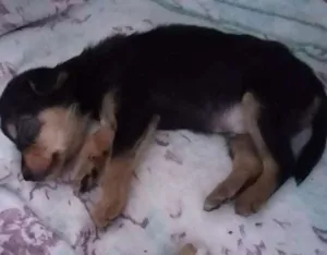 Cachorro raça SRD idade 2 a 6 meses nome Soneca, Nick...