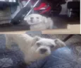 Ted