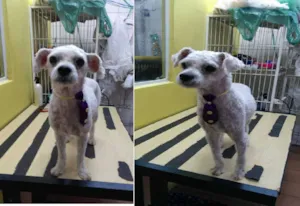 Cachorro raça Poodle idade 2 anos nome Ted