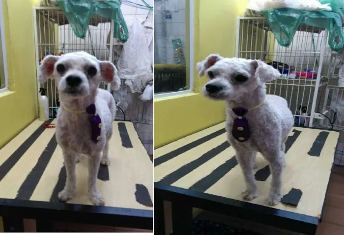 Cachorro ra a Poodle idade 2 anos nome Ted