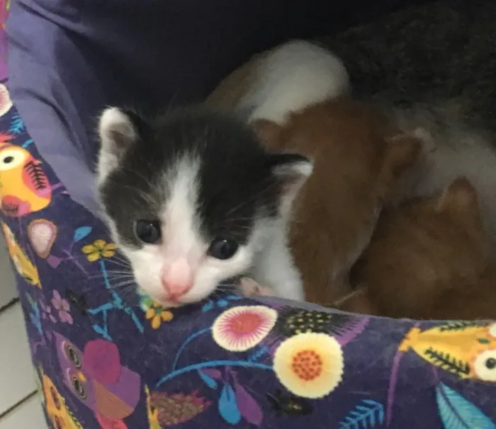 Gato ra a SRD idade Abaixo de 2 meses nome Astro