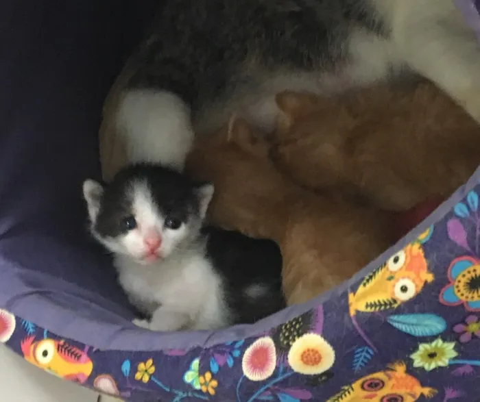 Gato ra a SRD idade Abaixo de 2 meses nome Astro