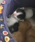 Astro