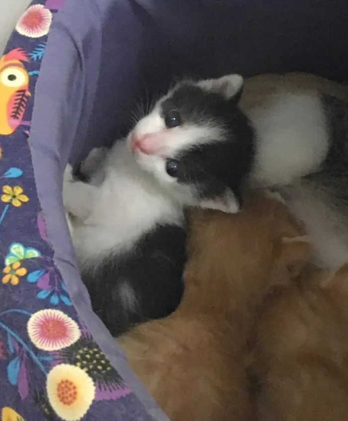Gato ra a SRD idade Abaixo de 2 meses nome Astro