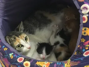 Gato raça SRD idade Abaixo de 2 meses nome Astro