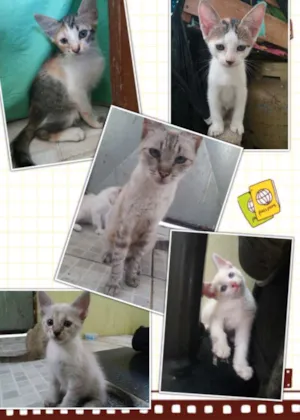 Gato raça Comum idade 2 a 6 meses nome Família flock