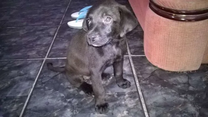 Cachorro ra a vira lata idade Abaixo de 2 meses nome pretinha