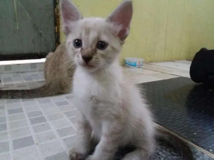 Gato ra a Comum idade 2 a 6 meses nome Família flock