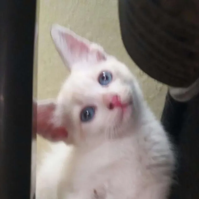 Gato ra a Comum idade 2 a 6 meses nome Família flock