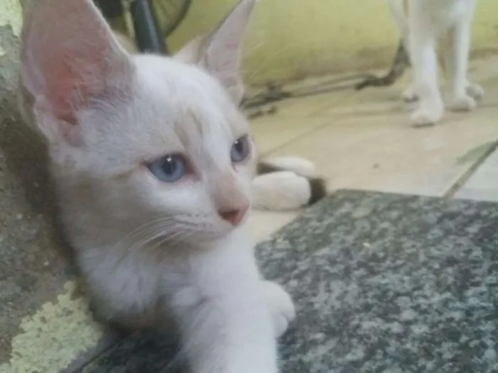 Gato ra a Comum idade 2 a 6 meses nome Família flock
