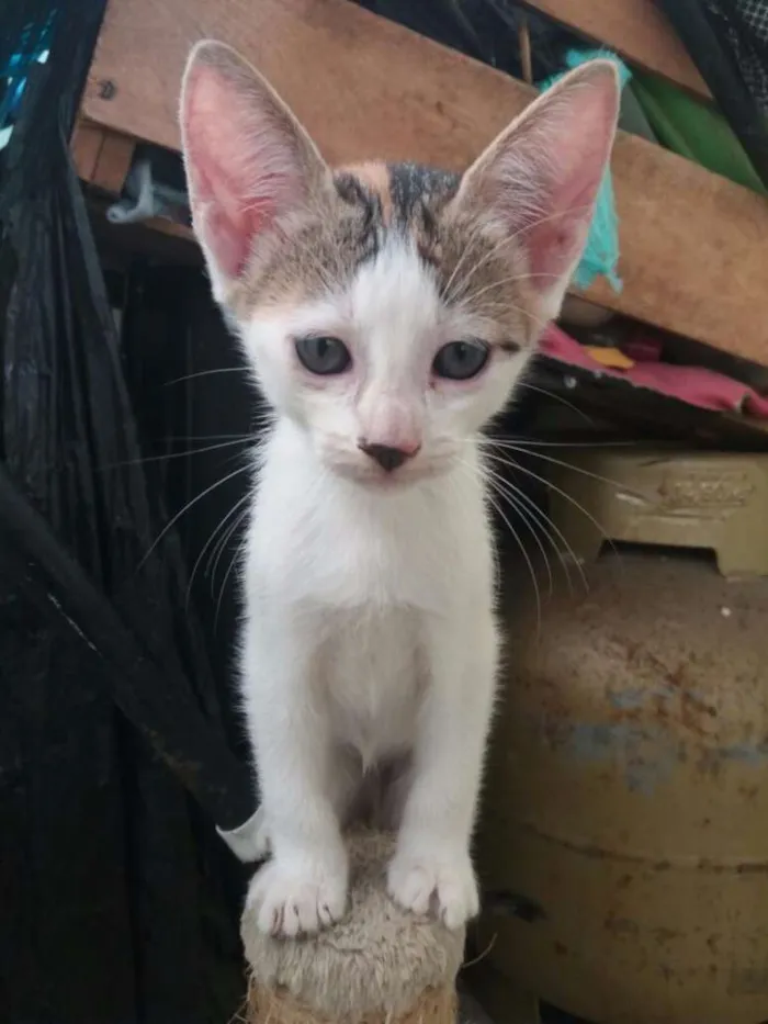 Gato ra a Comum idade 2 a 6 meses nome Família flock