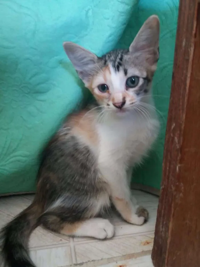 Gato ra a Comum idade 2 a 6 meses nome Família flock