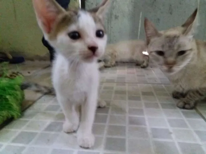 Gato ra a Comum idade 2 a 6 meses nome Família flock