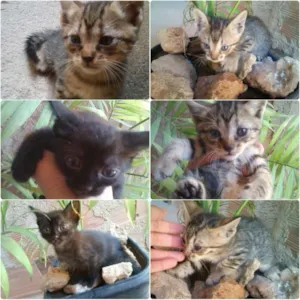 Gato raça Não é de raça idade  nome Gatos