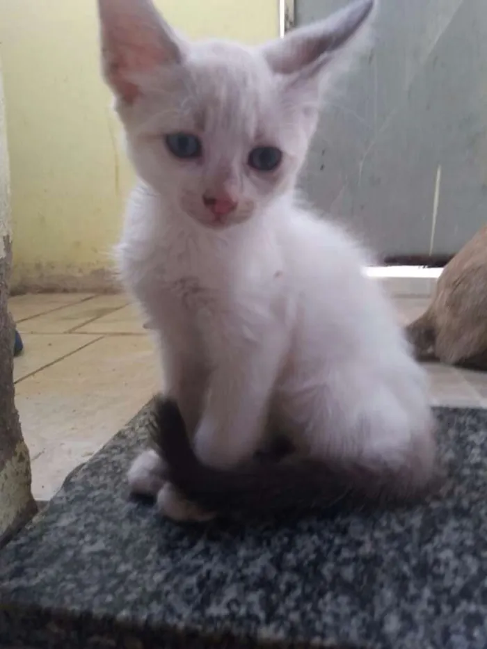 Gato ra a Comum idade 2 a 6 meses nome Família flock