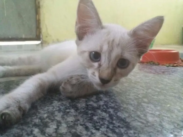 Gato ra a Comum idade 2 a 6 meses nome Família flock
