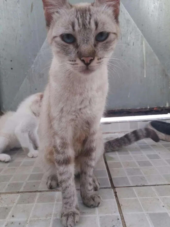 Gato ra a Comum idade 2 a 6 meses nome Família flock
