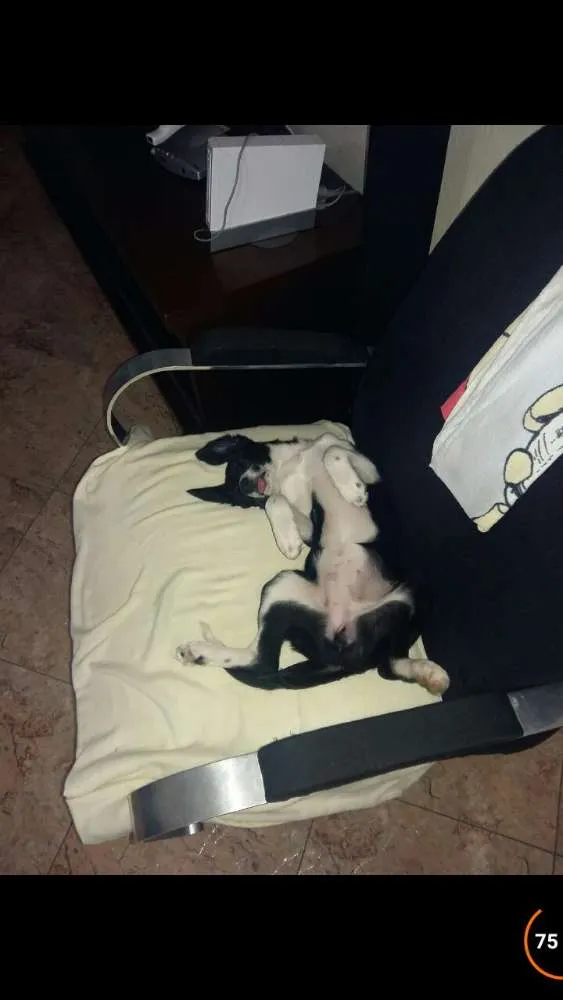Cachorro ra a SRD idade 1 ano nome Mikaela