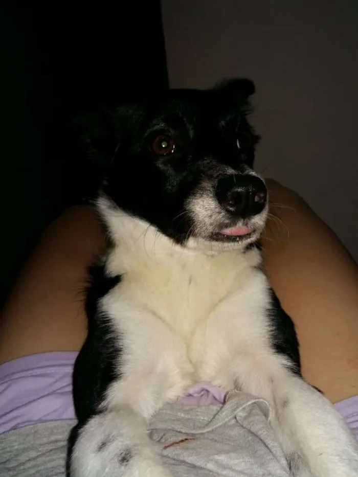 Cachorro ra a SRD idade 1 ano nome Mikaela