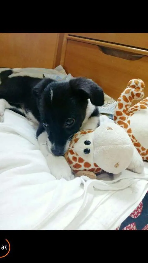 Cachorro ra a SRD idade 1 ano nome Mikaela