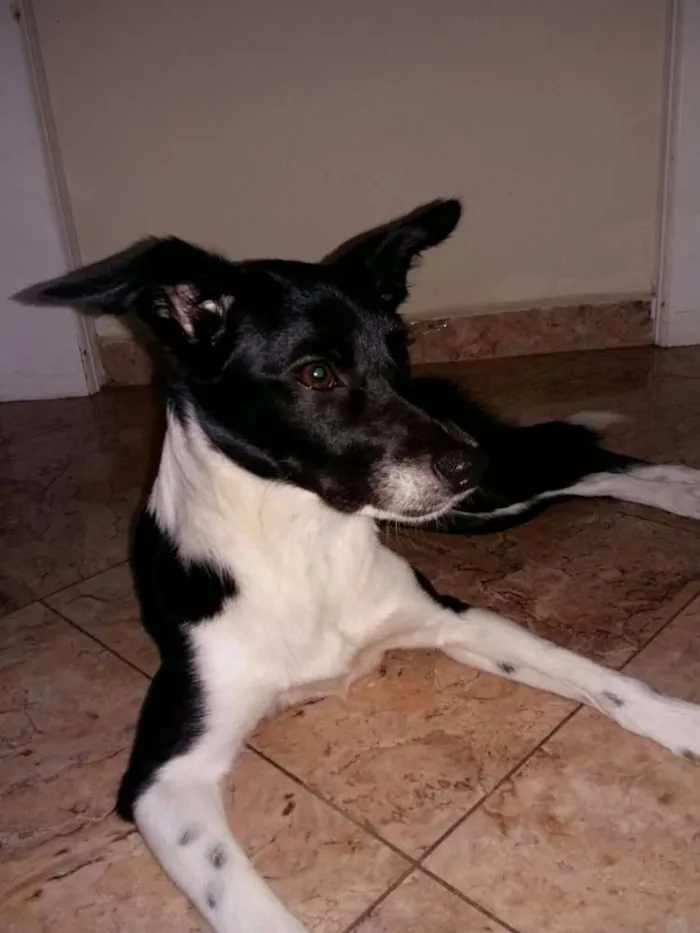 Cachorro ra a SRD idade 1 ano nome Mikaela