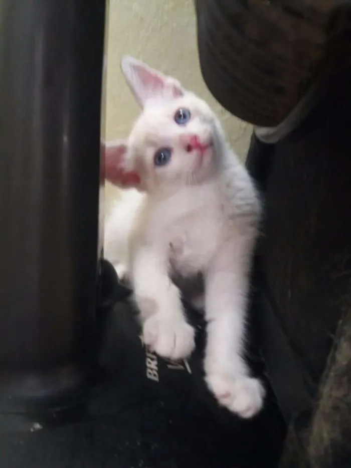 Gato ra a Comum idade 2 a 6 meses nome Família flock