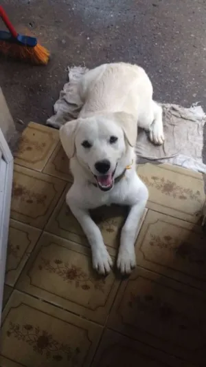 Cachorro raça MIX de Labrador idade 1 ano nome Menino