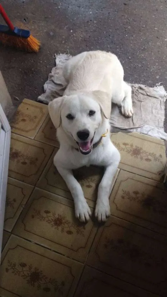 Cachorro ra a MIX de Labrador idade 1 ano nome Menino