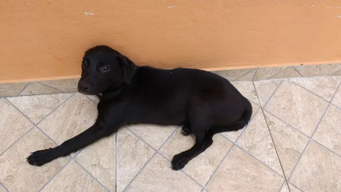 Cachorro ra a Mestiça de Labrador idade 2 a 6 meses nome Pretinha