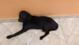 Pretinha