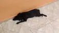 Pretinha