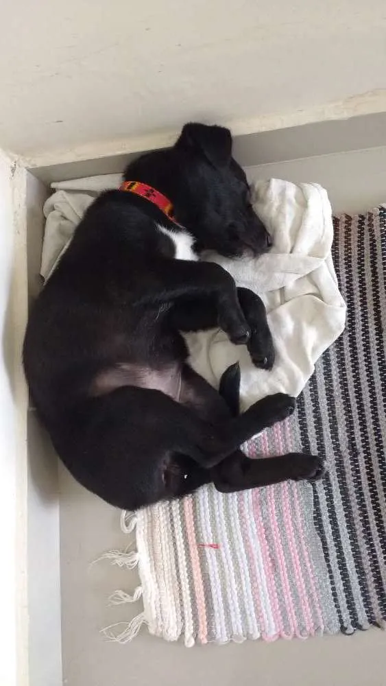 Cachorro ra a Mestiça de Labrador idade 2 a 6 meses nome Pretinha