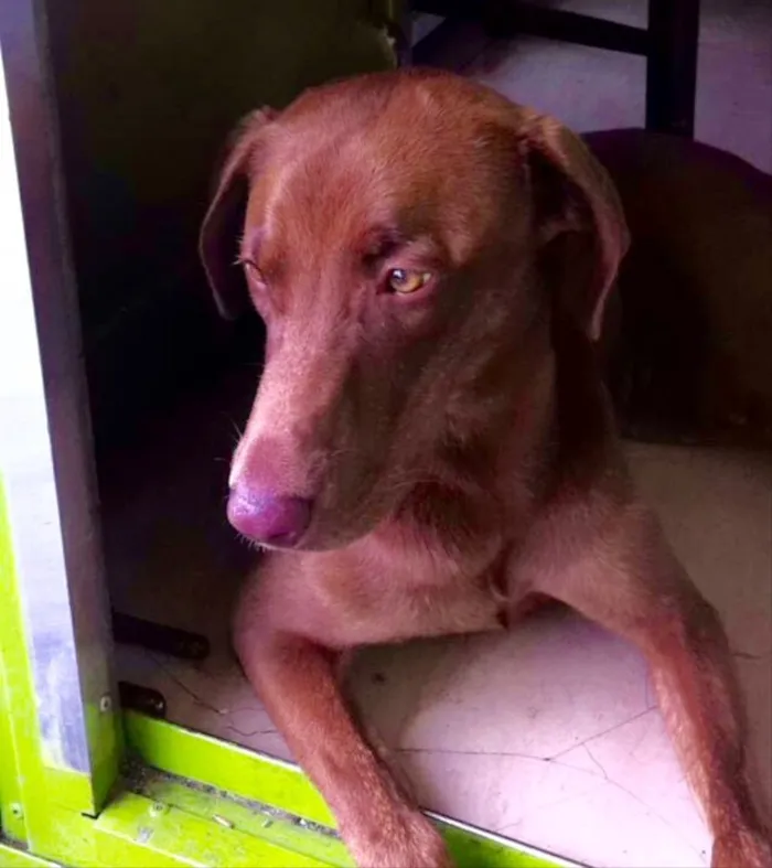 Cachorro ra a SDR idade 7 a 11 meses nome Duque 