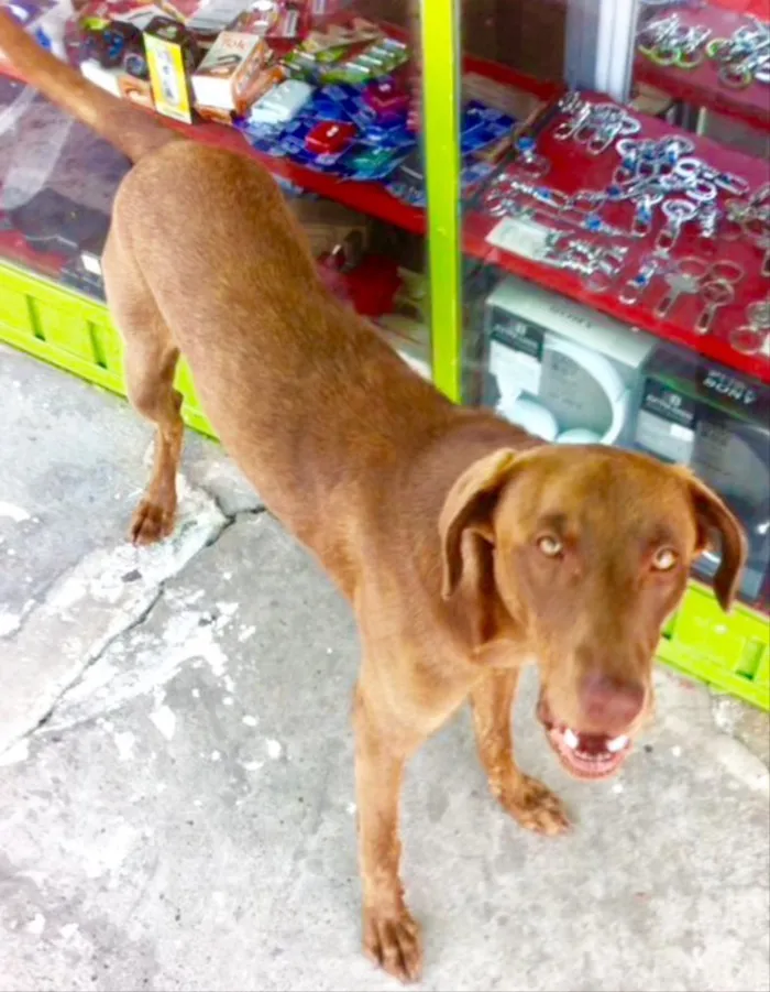 Cachorro ra a SDR idade 7 a 11 meses nome Duque 