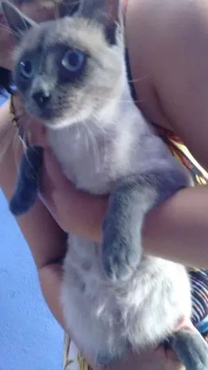 Gato raça siames idade 1 ano nome happy