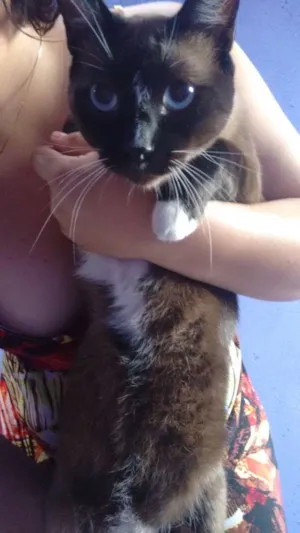 Gato raça Siamês idade 1 ano nome tab