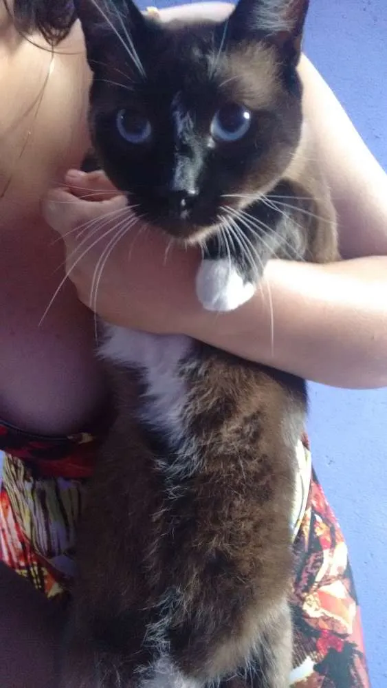 Gato ra a Siamês idade 1 ano nome tab