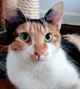 Lila