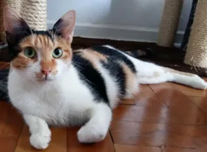 Gato raça  idade 2 anos nome Lila