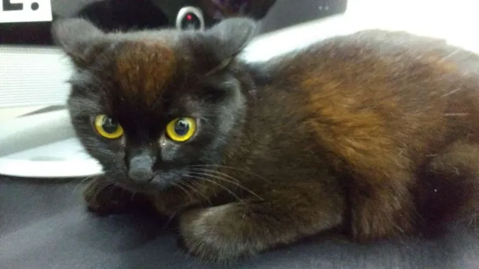 Gato raça SRD idade 1 ano nome Rosa