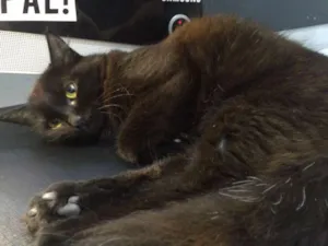 Gato raça SRD idade 1 ano nome Rosa