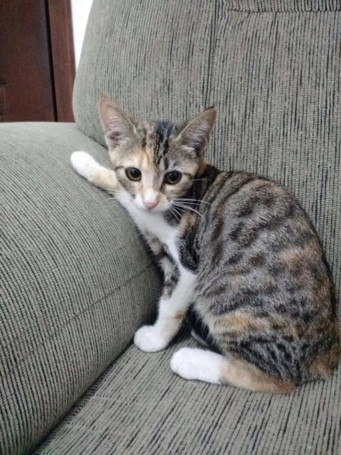 Gato ra a  idade 2 a 6 meses nome Família dos pequenos