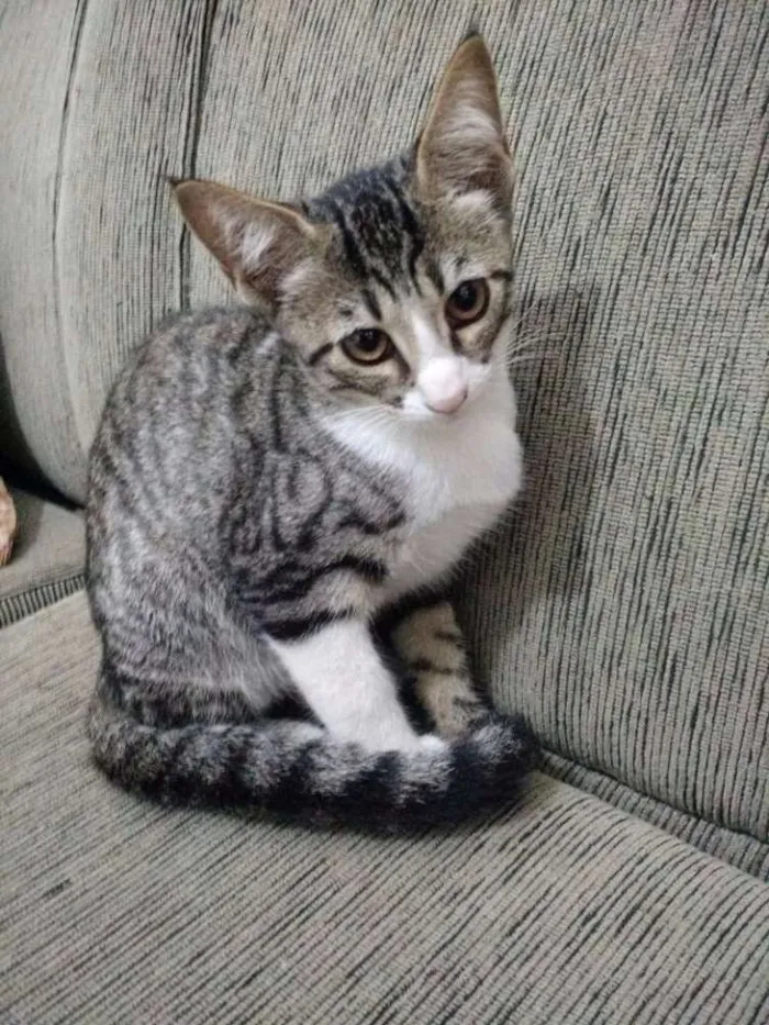 Gato ra a  idade 2 a 6 meses nome Família dos pequenos
