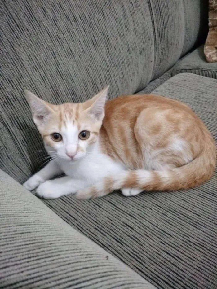 Gato ra a  idade 2 a 6 meses nome Família dos pequenos