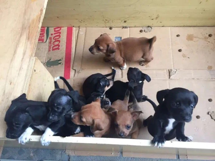 Cachorro ra a vira latinhas idade 2 a 6 meses nome sem nome