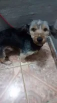 Leão