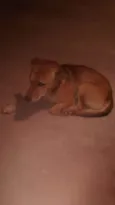 Cachorro raça Indefinida idade 1 ano nome Caramelo