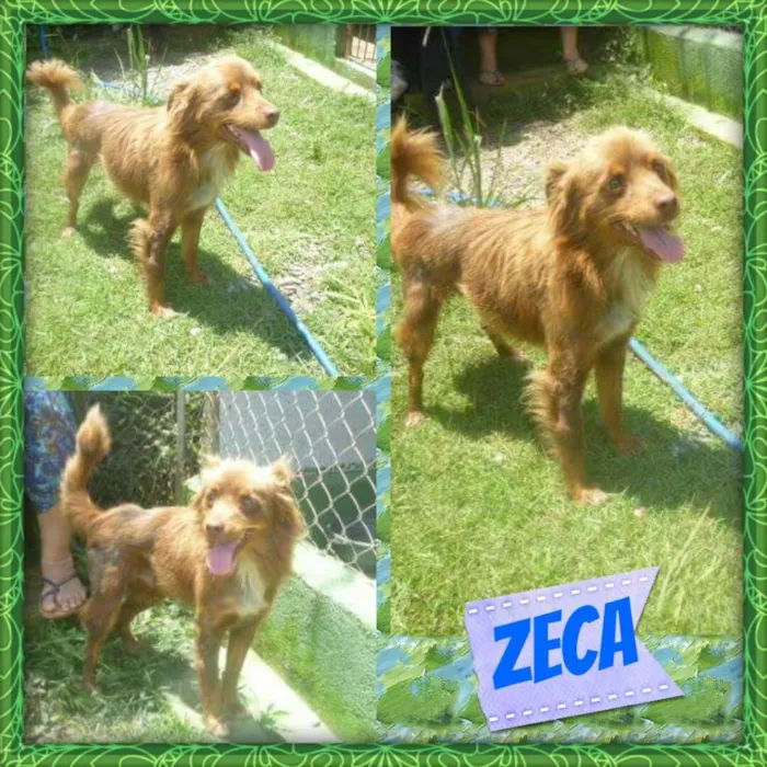 Cachorro ra a SRD idade 3 anos nome ZECA